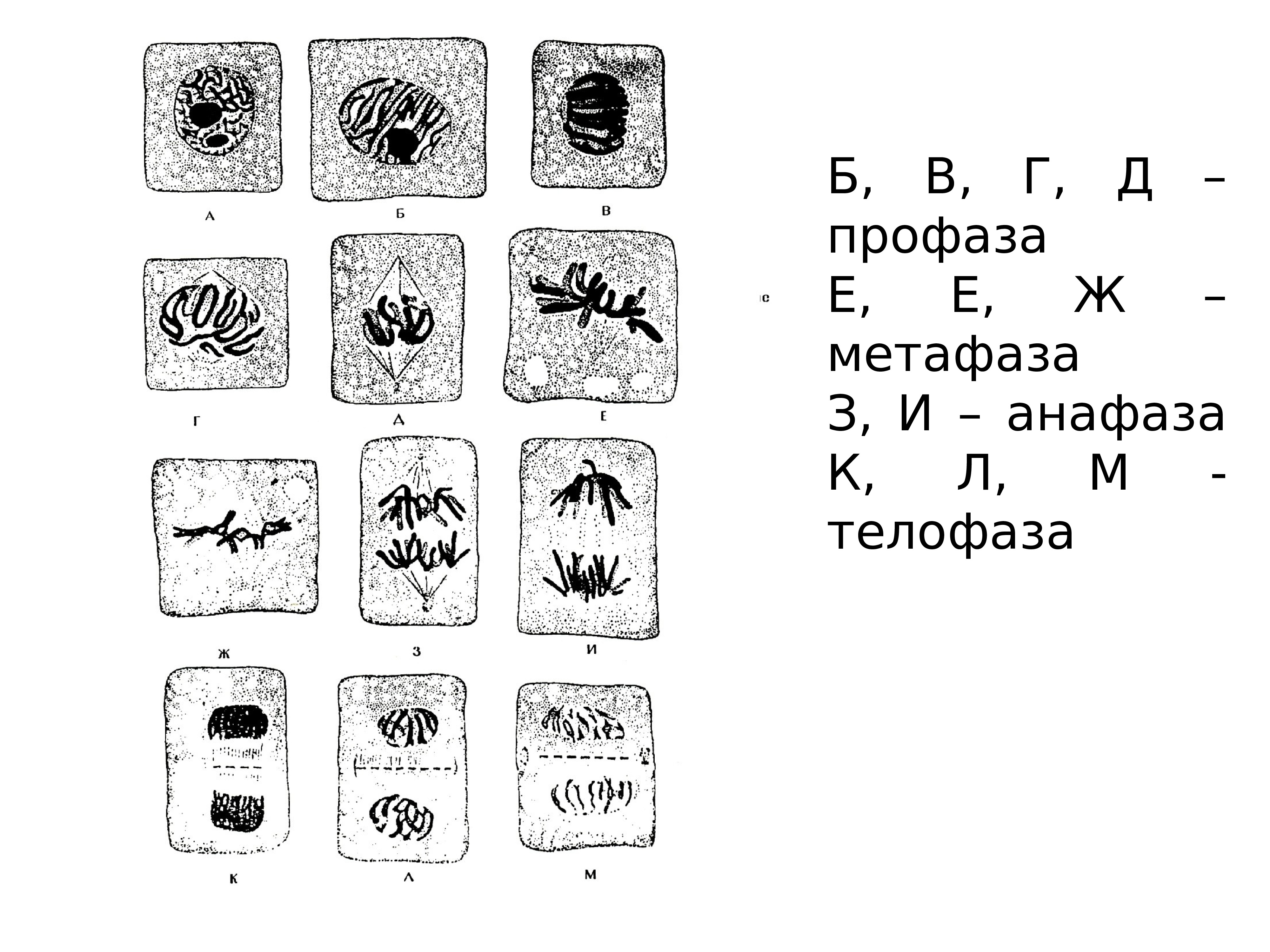 Одна из фаз деления клетки 7 букв. Профаза рисунок. Профаза метафаза рисунок. Профаза митоза рисунок. Метафаза процессы.