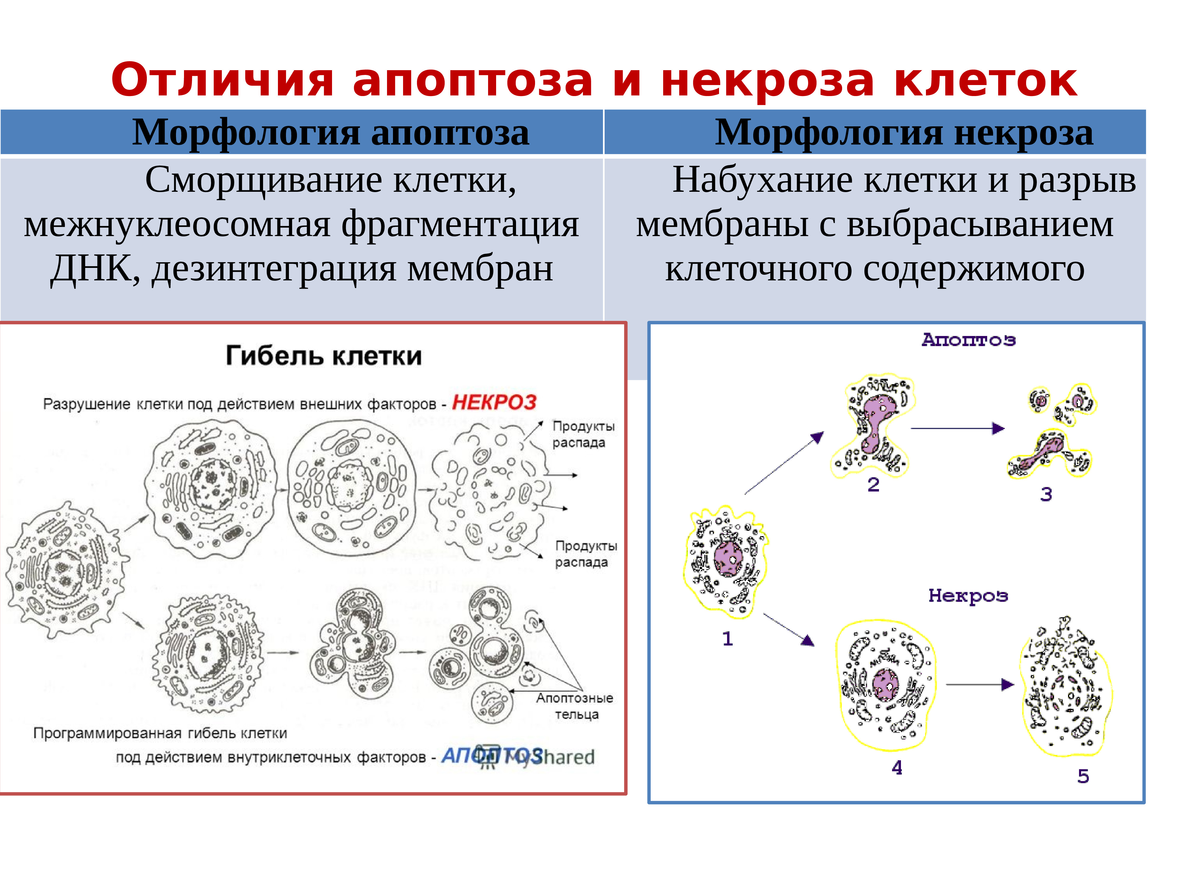 Морфологические изменения клеток. Схема апоптоза и некроза. Механизм развития некроза клетки. Механизмы гибели клеток апоптоз и некроз. Механизмы некроза клетки схема.