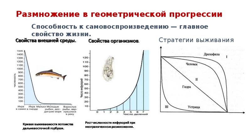 Интенсивность размножения и ограниченность