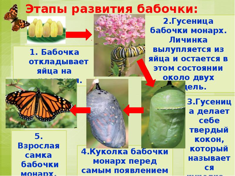 3 класс презентация размножение. Этапы развития бабочки. Размножение и развитие бабочки. Гусеница этапы развития. Стадии развития бабочки.