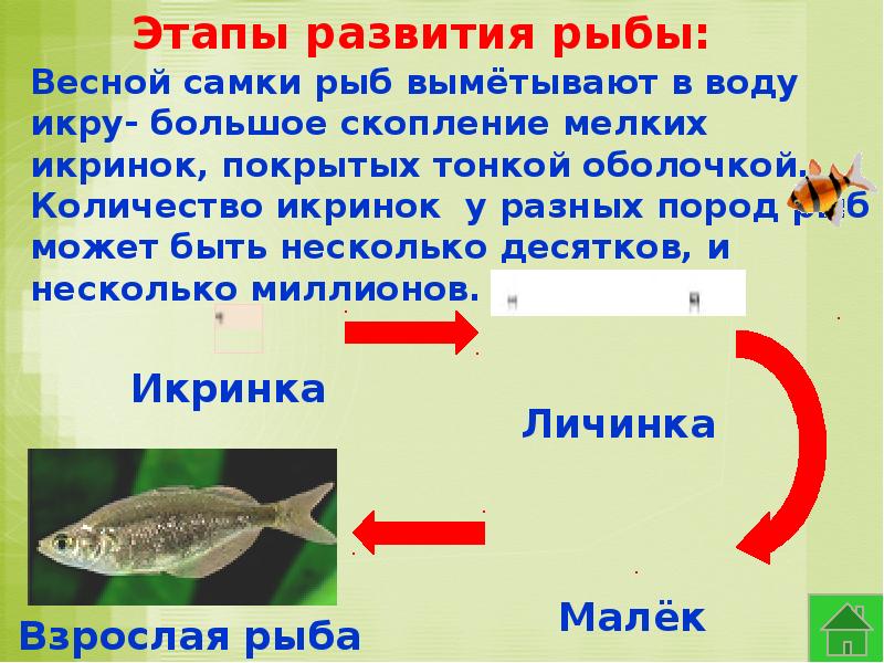 Размножение животных рыбы. Размножение рыб. Этапы развития рыбы. Как размножаются и развиваются рыбы. Стадии развития рыбы.