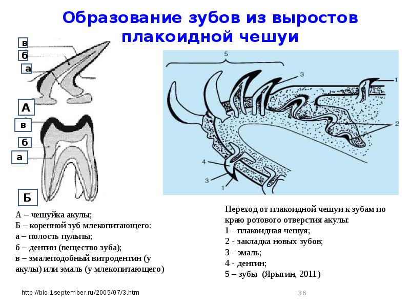 На рисунке изображена зубная система животного