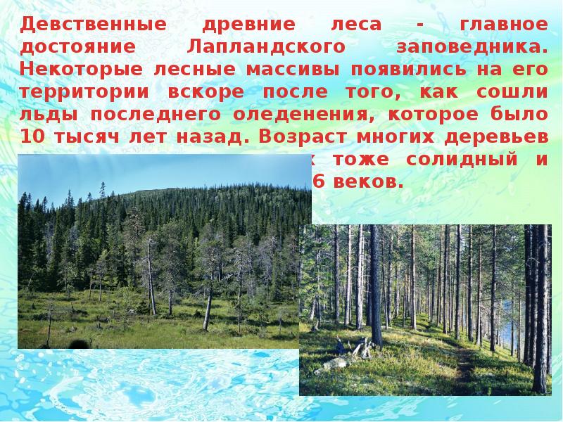 Текст про заповедник. Заповедники России презентация. Заповедники России 3 класс. Рассказ о заповеднике России. Заповедники России доклад.