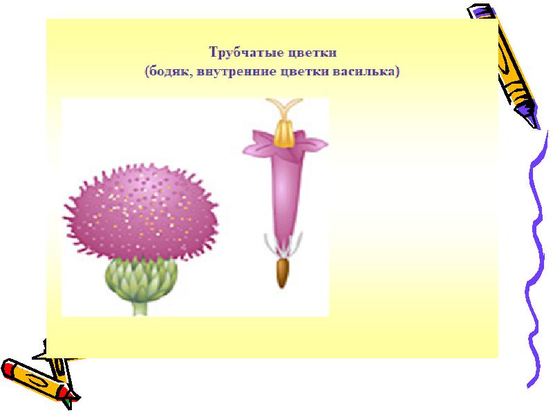 Типы цветков трубчатые язычковые. Трубчатый цветок сложноцветных. Трубчатые Сложноцветные растения. Семейство трубчатые цветки.
