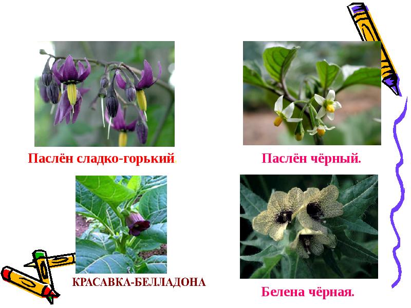 ягода паслен черный. дикорастущие растения названия. пасленовые дурман и белена. паслен черный покрытосеменные или голосеменные. паслён чёрный среда обитания.