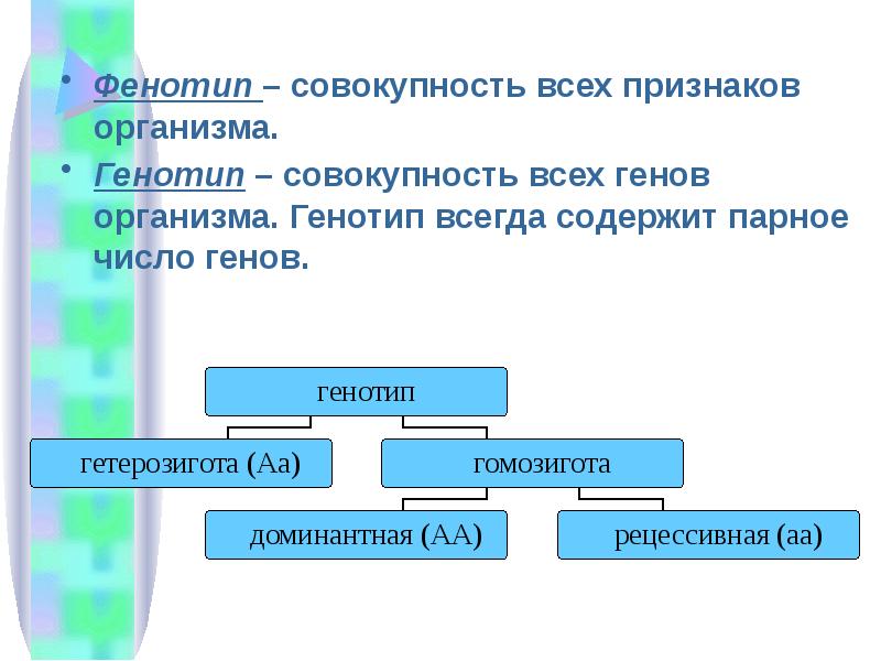 Генотип организма это совокупность