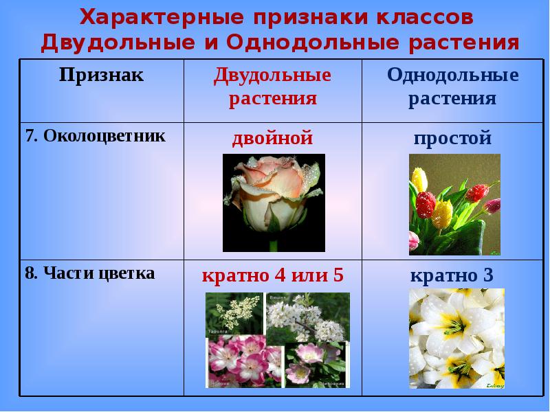 Признаки двудольных покрытосеменных. Семейства цветковых растений Однодольные. Двудольные Покрытосеменные растения. Признаки двудольных и однодольных растений околоцветник.