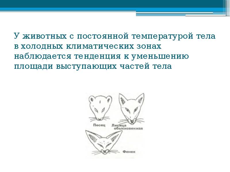 У животных с постоянной температурой тела в холодных климатических зонах наблюдается У животных с постоянной температурой тела в холодных климатических зонах наблюдается