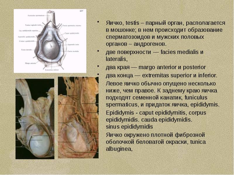 Мужские яйца в разрезе фото