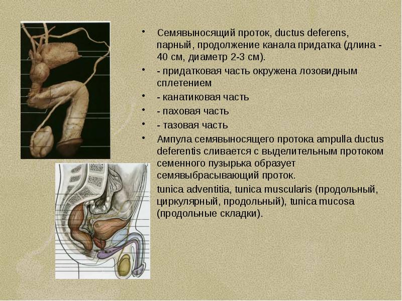 Семявыносящий проток картинки