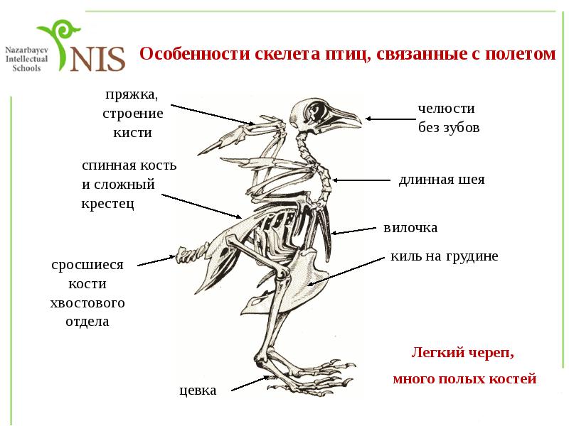 Органы движения птиц. Особенности строения скелета птиц. Спинная кость у птиц. Особенности строения скелета птиц связанные с полетом.