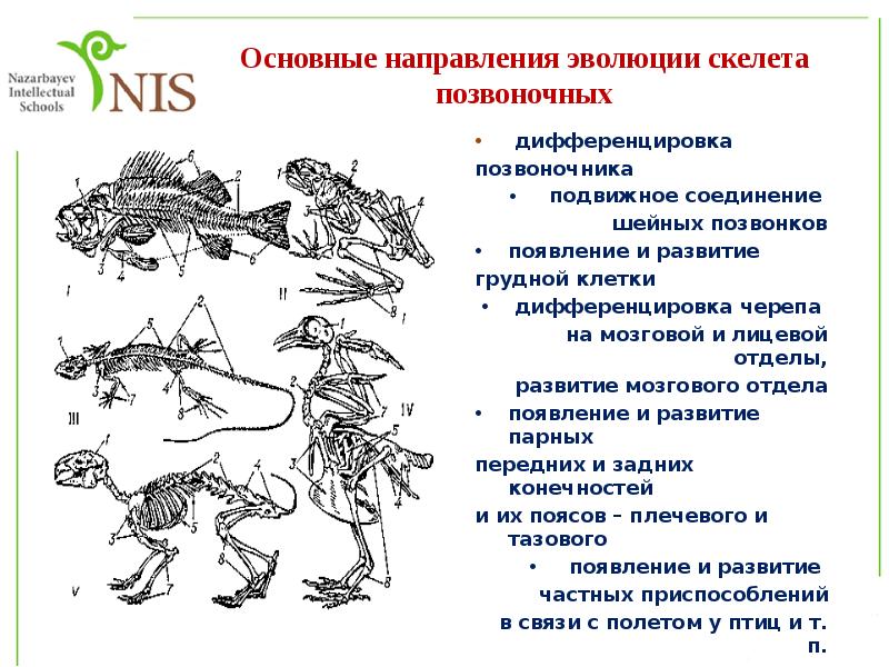 На рисунке изображены этапы развития земноводного назовите этапы под цифрой 1 и 6