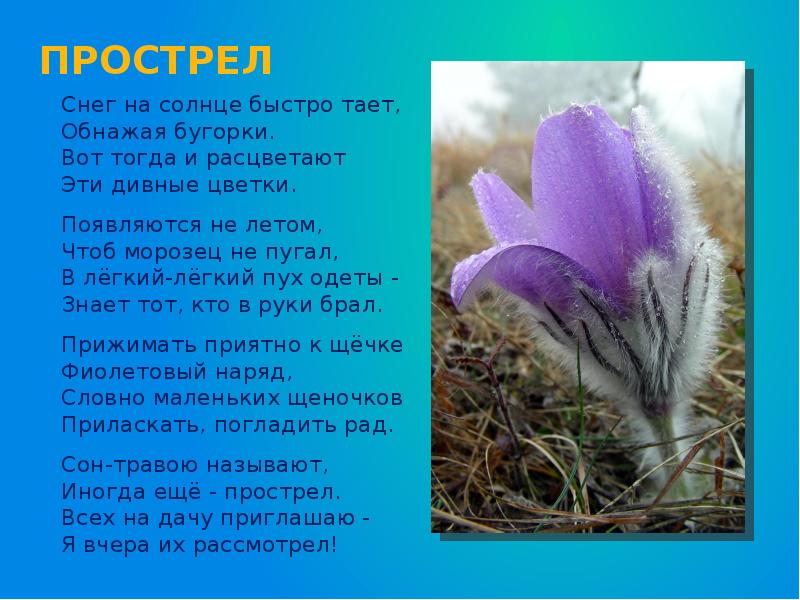 Проект про первоцветы