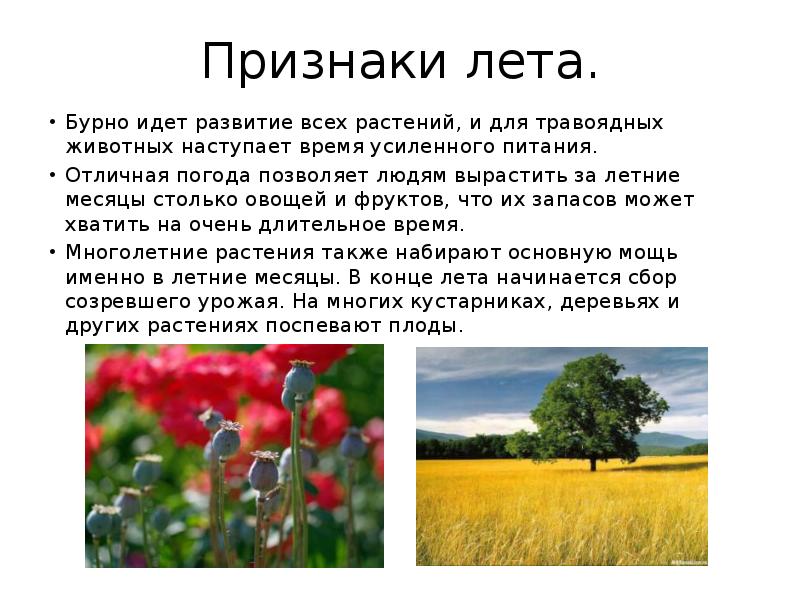 Лето признаки лето картинки