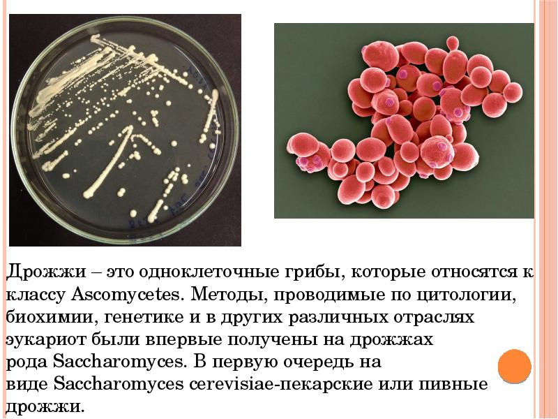 Проект дрожжи 4 класс