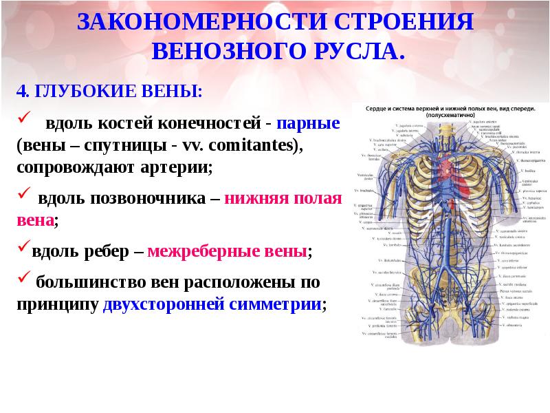 Венозная система анатомия презентация