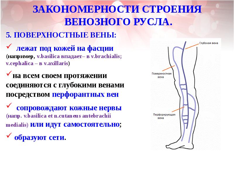 Венозная система анатомия презентация