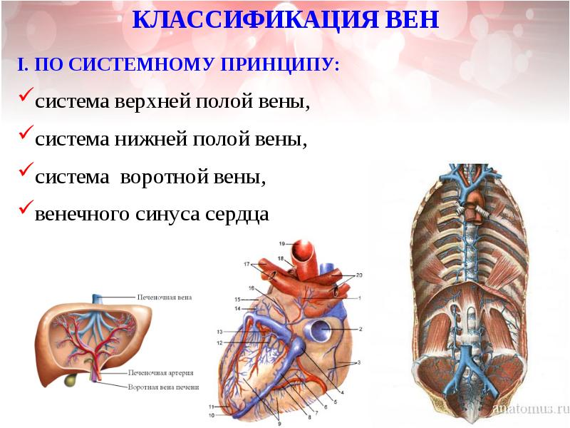 Полая вена анатомия. Синусы верхней полой вены. Венозная система система венечного синуса система ВПВ.