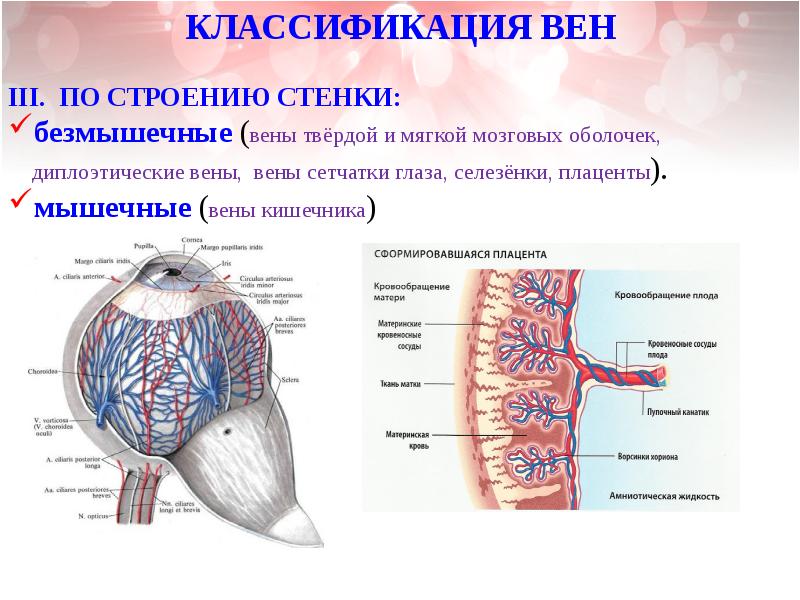 Венозная система анатомия презентация