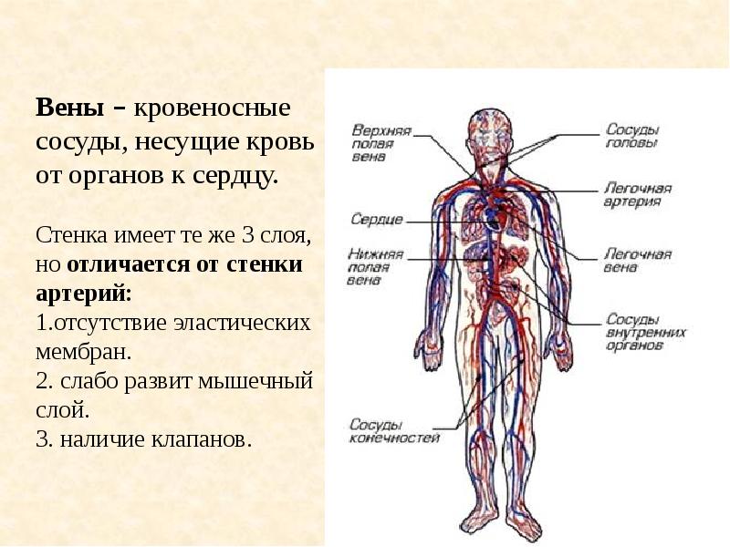 Презентация кровеносные сосуды