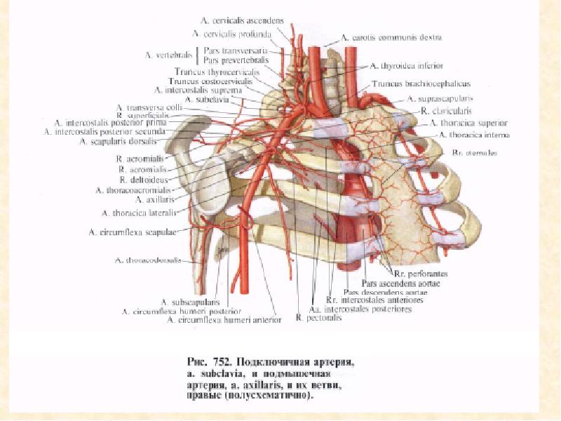 Подключичная артерия. Реберно шейный ствол анатомия. Анатомия сосудов подключичная артерия. Подключичная артерия Неттер. Реберно шейный ствол подключичной артерии.