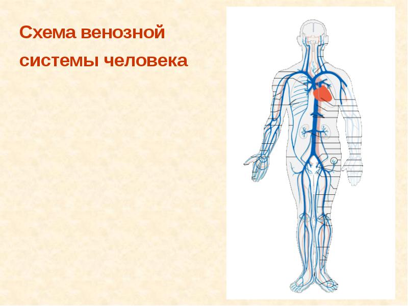 Венозная система анатомия схема