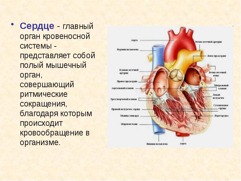 Сердечно сосудистая система презентация по анатомии