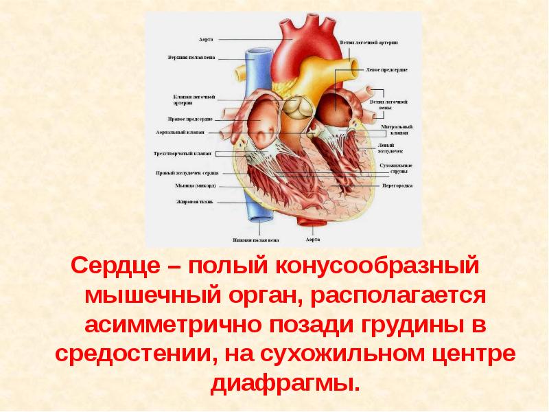 Сосуды сердца презентация