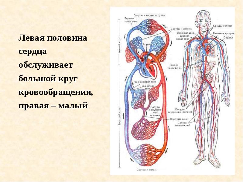 Сердечно сосудистая система картинки для детей