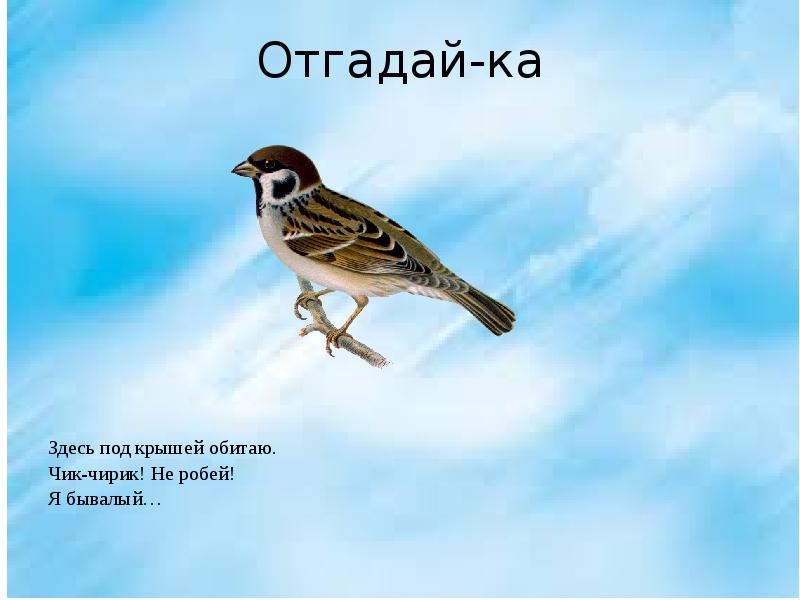 Воробей стихотворение 3 класс литературное чтение. Чик-чирик! Не робей! Я Бывалый … (Воробей).. Приглашаю вас на Чик чирик. Чик чирик ты не робей. Домашний звонок от СССР Соловей Чик Чик чирик.