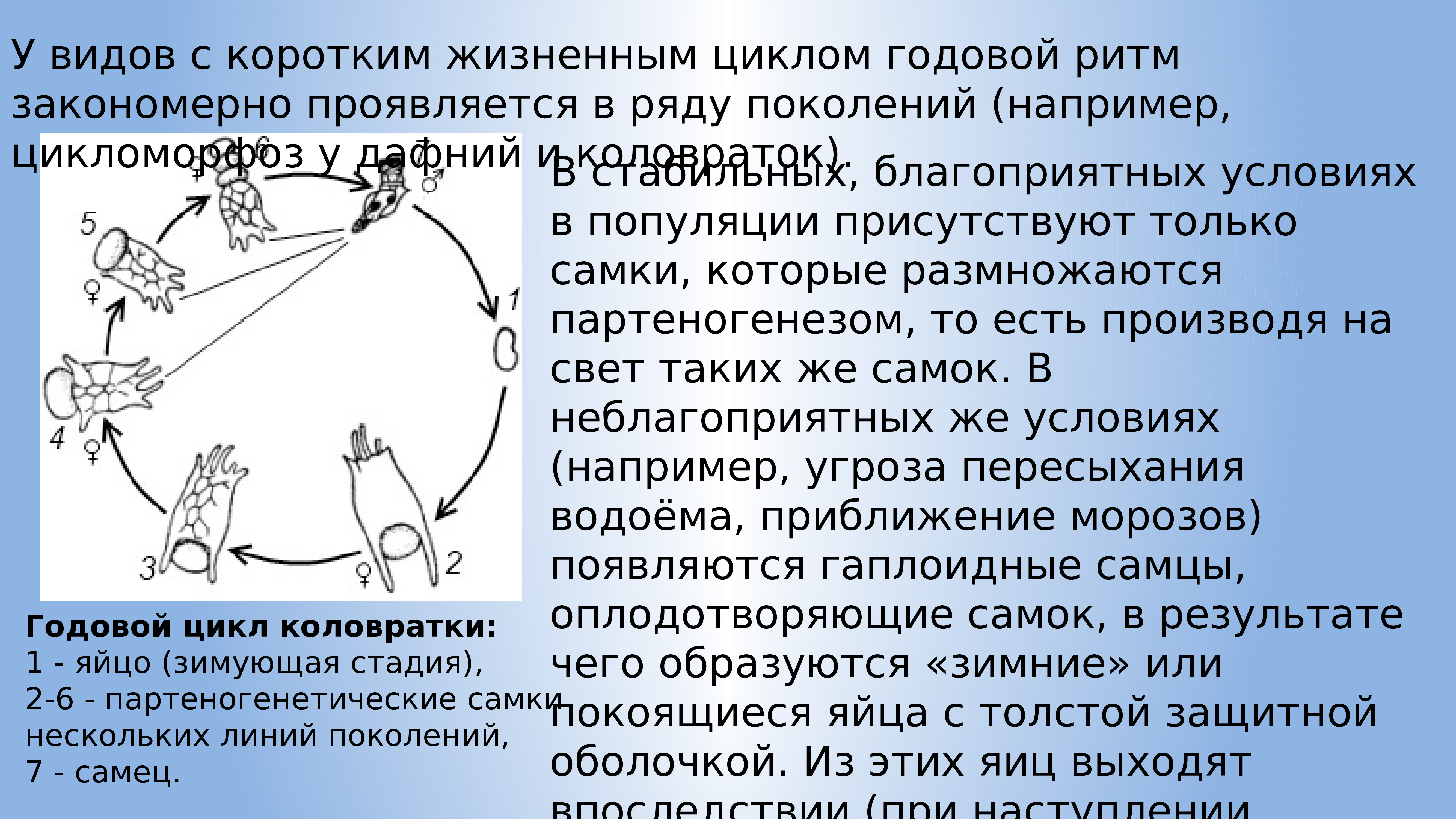 11 класс биологические ритмы презентация