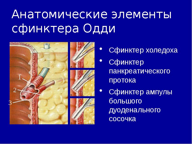 Слюннокаменная болезнь презентация