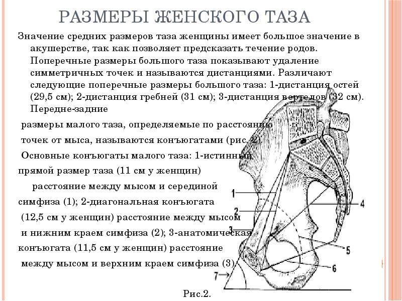 Акушерские размеры таза на рисунке