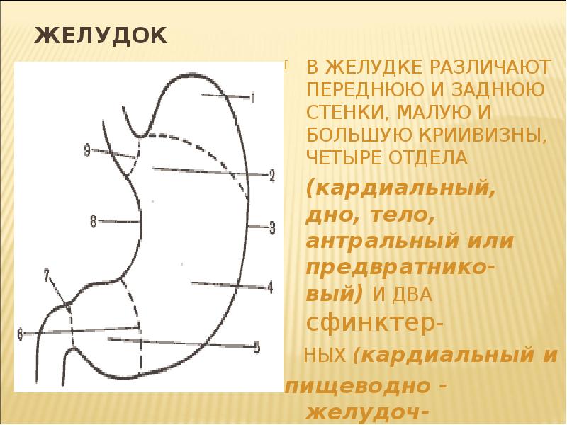 Стенка на латыни анатомия