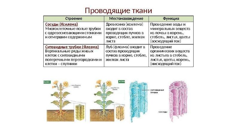 Презентация ткани 5 класс фгос