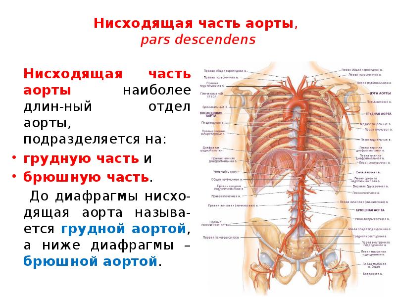 Размеры грудной аорты