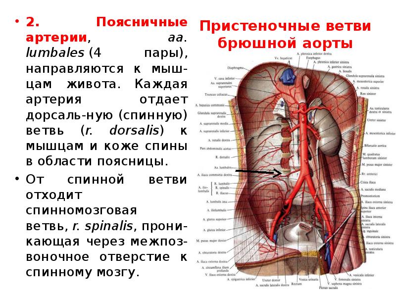 Где находится брюшная артерия у человека фото