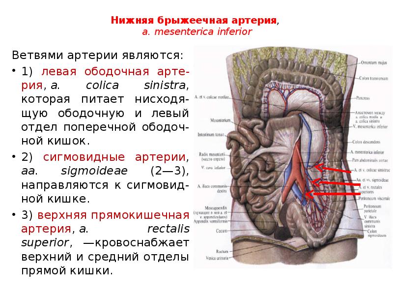 Кровоснабжение кишечника презентация