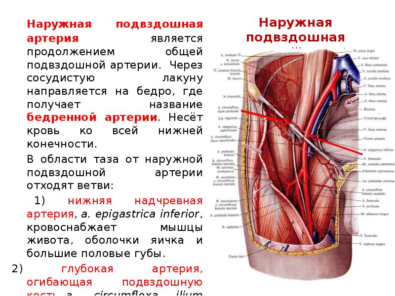 Глубокая бедренная. Нижняя надчревная артерия анатомия. Внутренняя подвздошная артерия анатомия. Ветви наружной подвздошной артерии. Ветви внутренней подвздошной артерии схема.