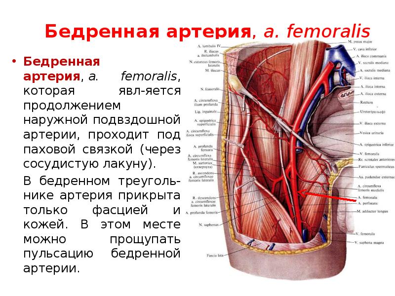 Артерия проходит