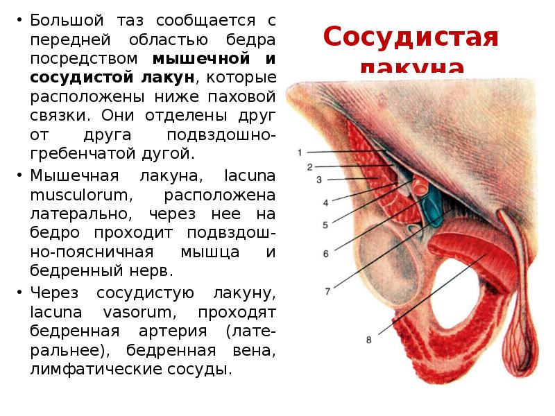 Стенки сосудистой лакуны