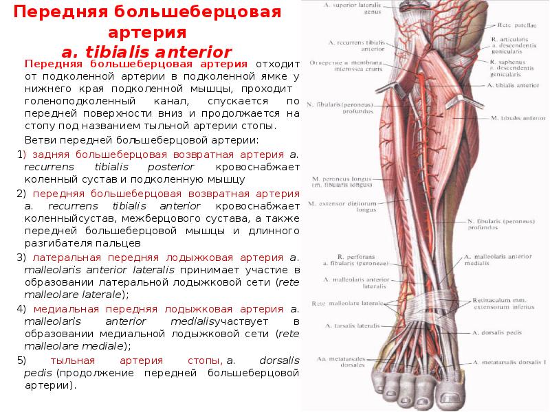 Артерии стопы схема