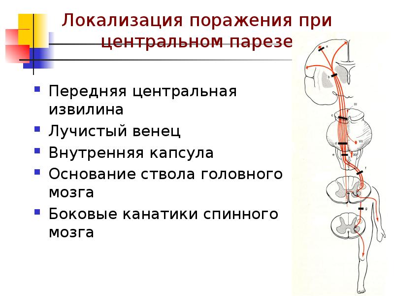 Клиническая анатомия предмет