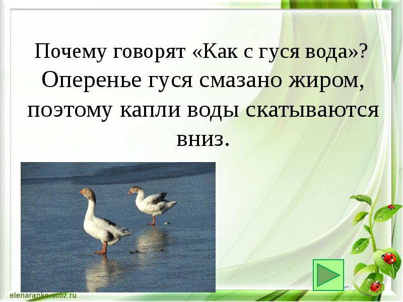 Рисунок фразеологизма как с гуся вода