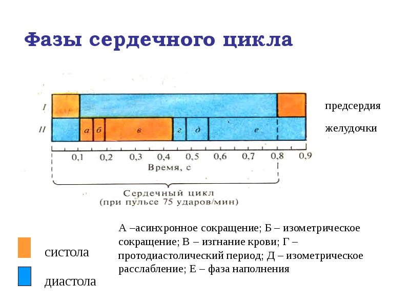 Фазы сердечного цикла Фазы сердечного цикла