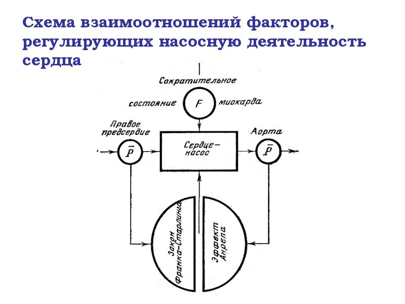Схема взаимоотношений факторов, регулирующих насосную деятельность сердца Схема взаимоотношений факторов, регулирующих насосную деятельность сердца