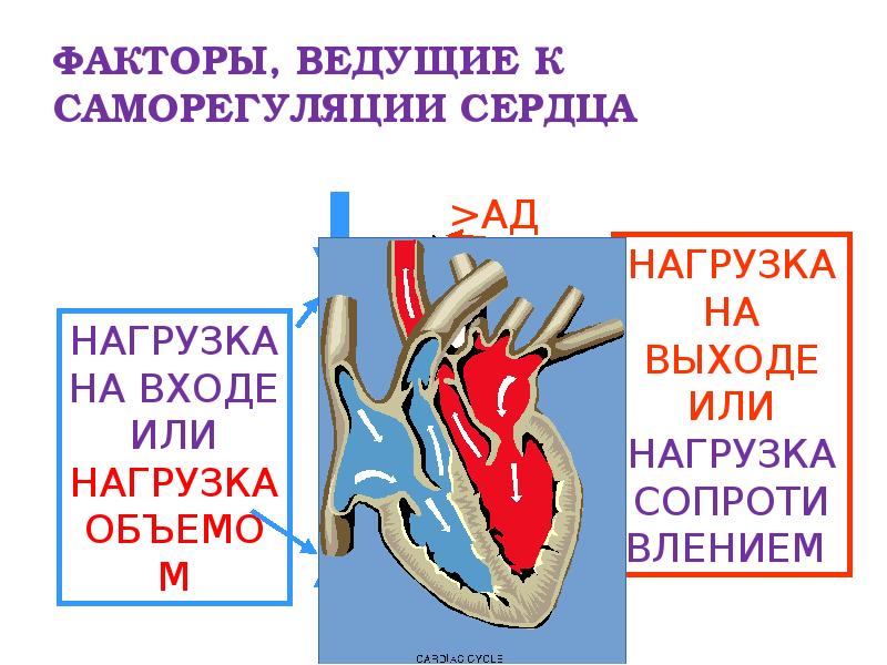 ФАКТОРЫ, ВЕДУЩИЕ К САМОРЕГУЛЯЦИИ СЕРДЦА ФАКТОРЫ, ВЕДУЩИЕ К САМОРЕГУЛЯЦИИ СЕРДЦА