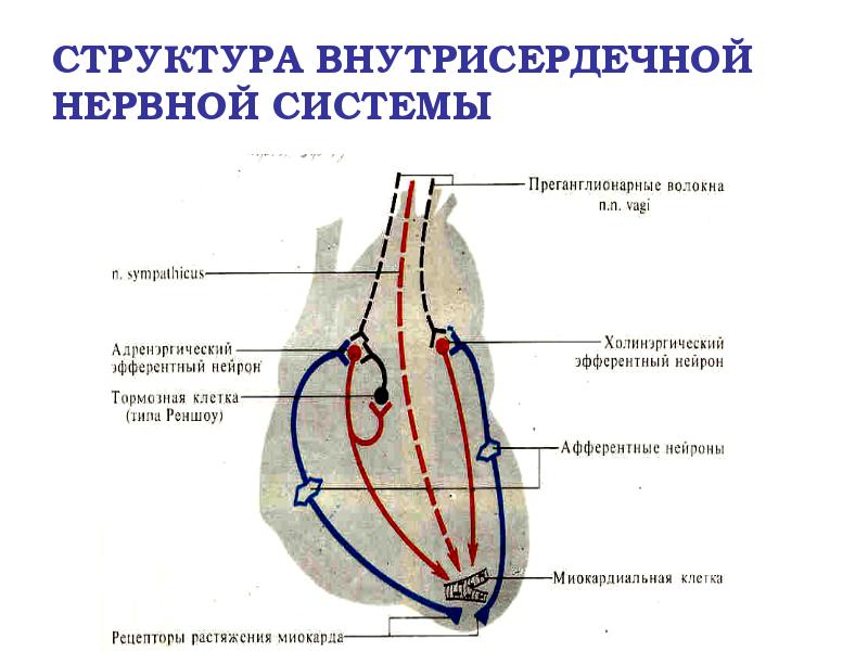 СТРУКТУРА ВНУТРИСЕРДЕЧНОЙ НЕРВНОЙ СИСТЕМЫ СТРУКТУРА ВНУТРИСЕРДЕЧНОЙ НЕРВНОЙ СИСТЕМЫ