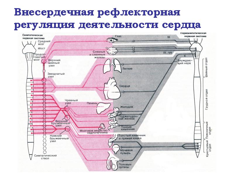 Внесердечная рефлекторная регуляция деятельности сердца Внесердечная рефлекторная регуляция деятельности сердца