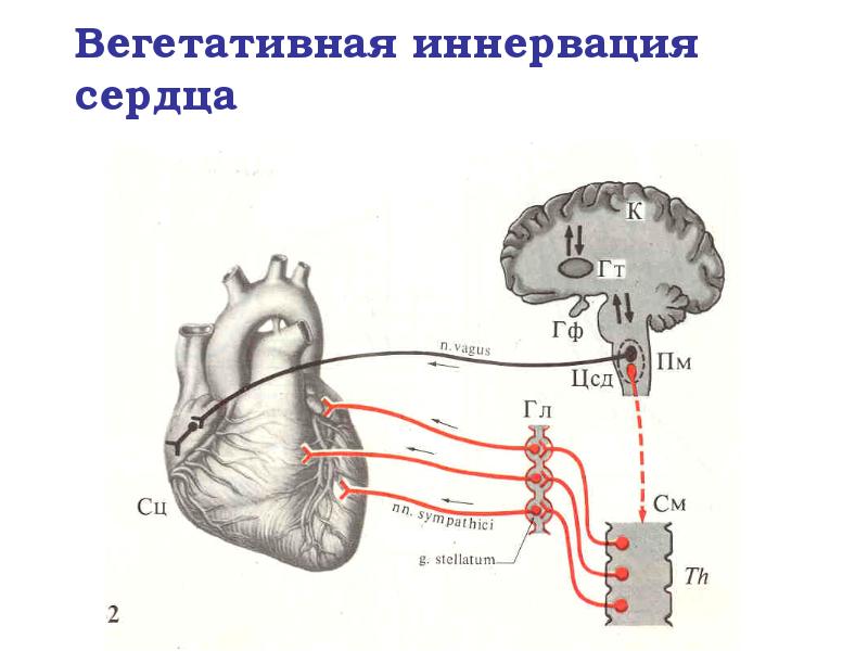 Вегетативная иннервация сердца Вегетативная иннервация сердца